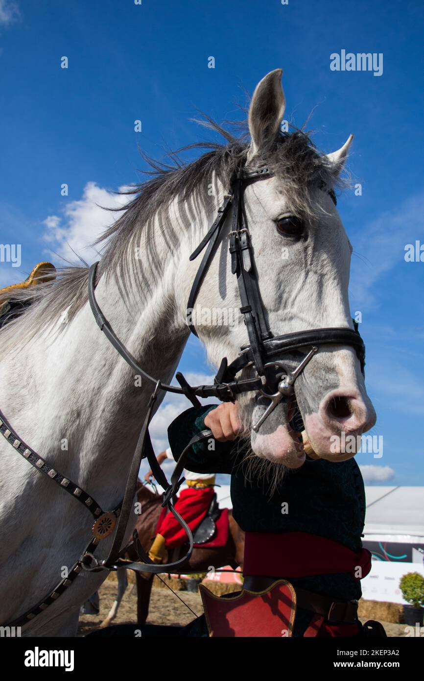 Testa di un cavallo all'aperto con parziale imbracatura in vista Foto Stock