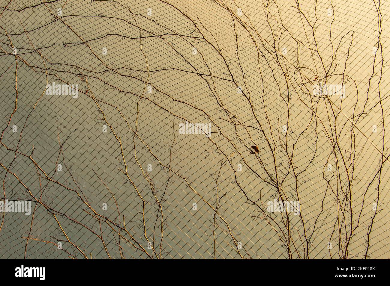 Una foto unica di brillante tenero offshoot di un albero che cresce Foto Stock