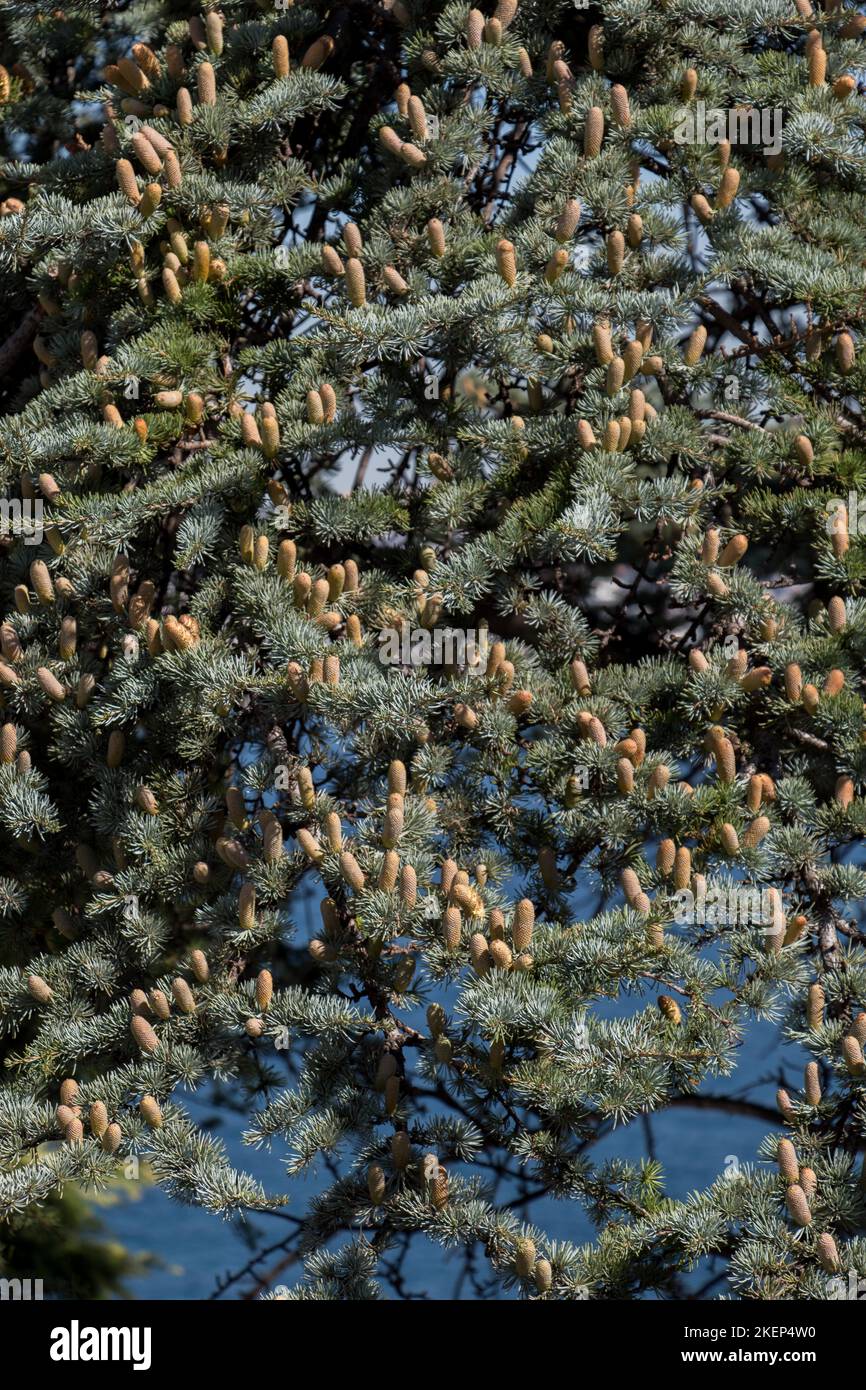 Parte di un albero con le foglie in un giardino in vista Foto Stock