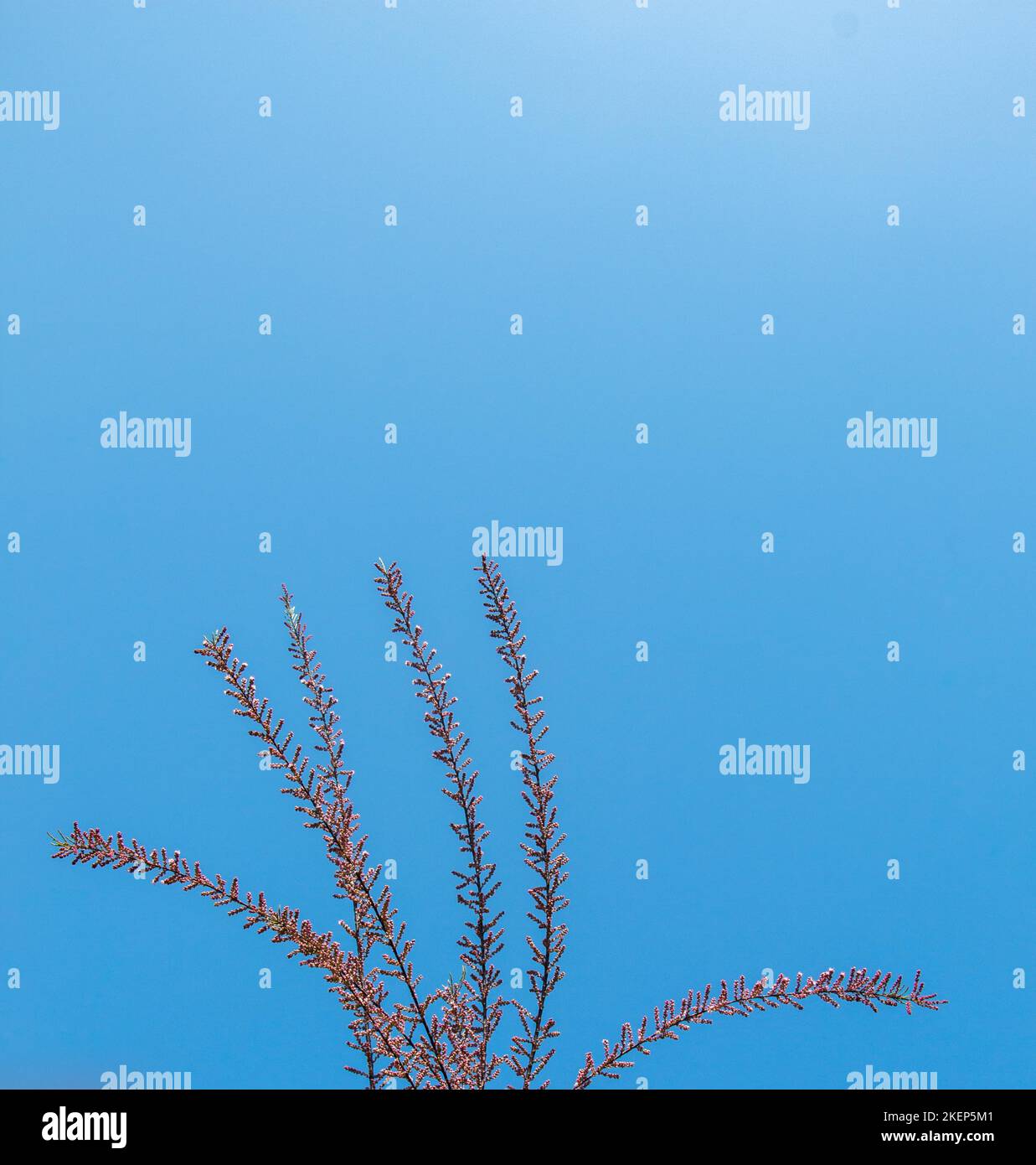 Una foto unica di brillante tenero offshoot di un albero che cresce Foto Stock