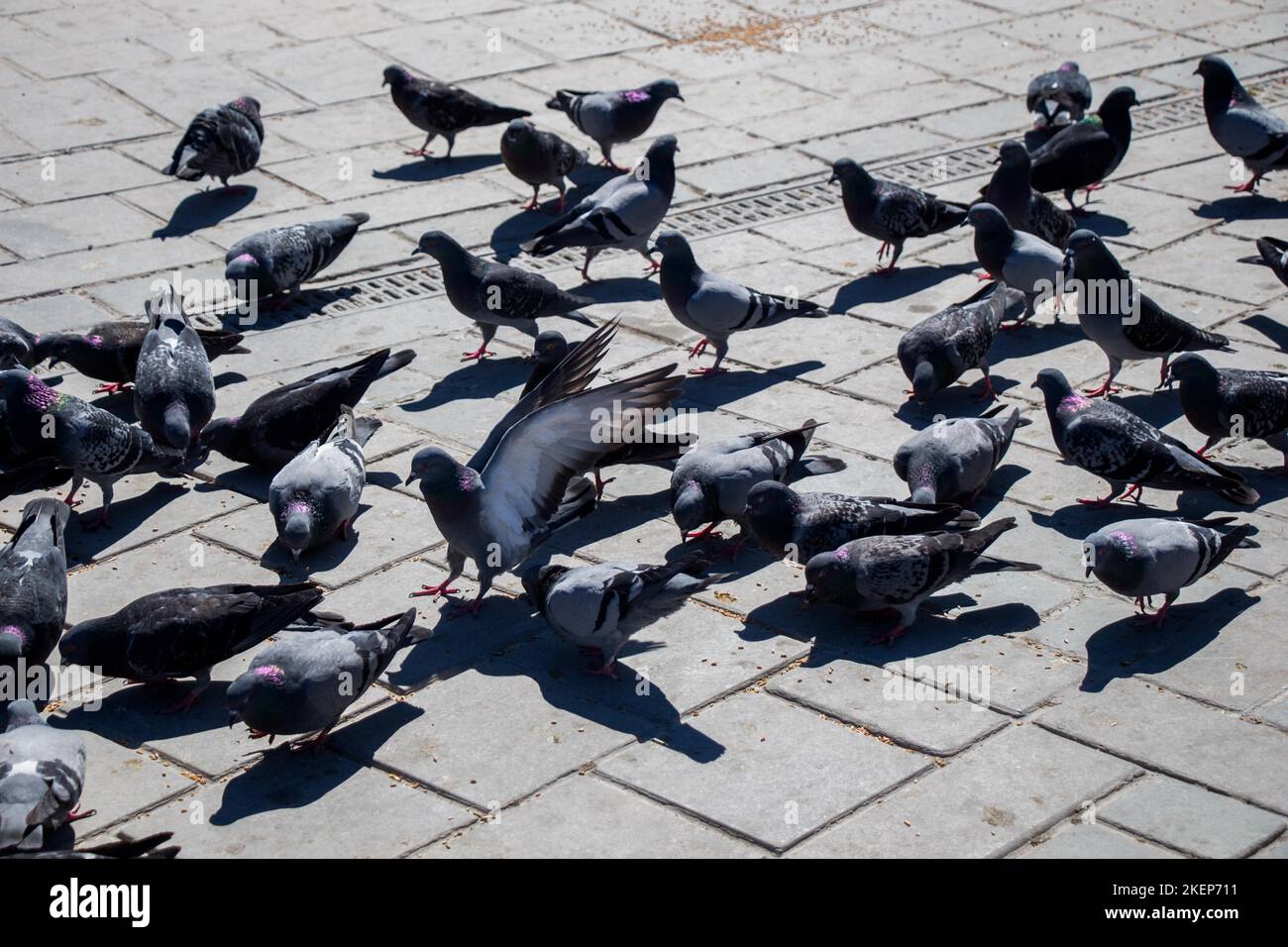 Piccioni su una pavimentazione di pietra Foto Stock