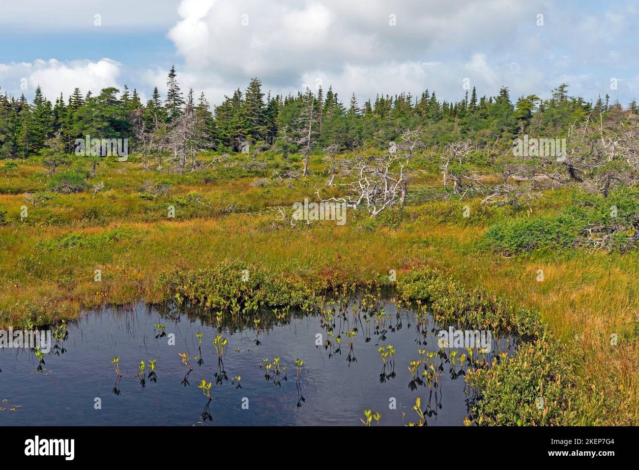 Guidando negli altopiani della scozia immagini e fotografie stock ad alta  risoluzione - Alamy