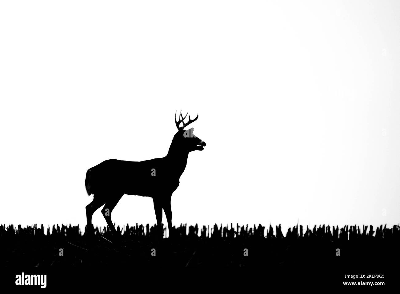 Silhouette di un capriolo dalla coda bianca (odocoileus virginianus) in piedi in un campo di mais del Wisconsin e che respira pesante dal solco, orizzontale Foto Stock