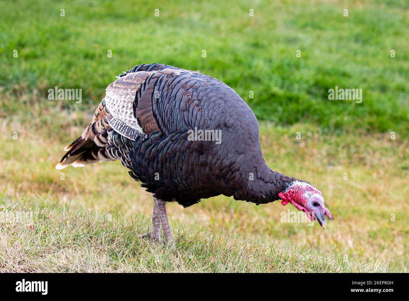 tacchino selvatico (Meleagris gallopavo) in cerca di cibo, orizzontale Foto Stock