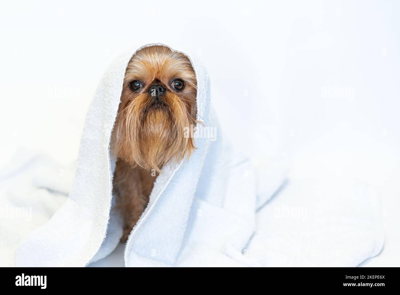carino cane bruxelles griffon con asciugamano bianco primo piano su sfondo bianco. Foto di alta qualità Foto Stock