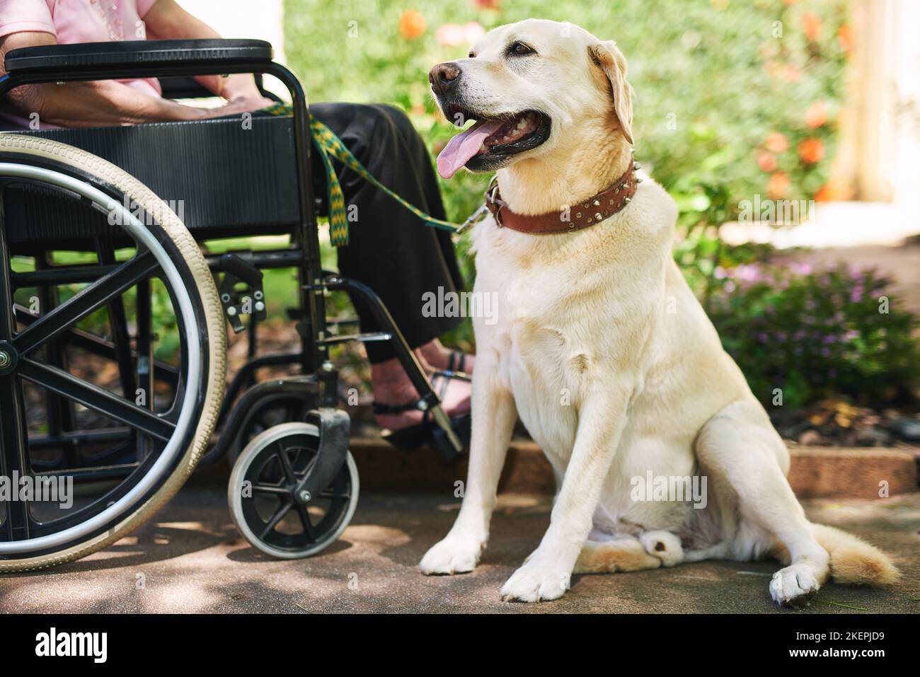 Cane in servizio. Donna anziana su sedia a rotelle con il suo cane. Foto Stock