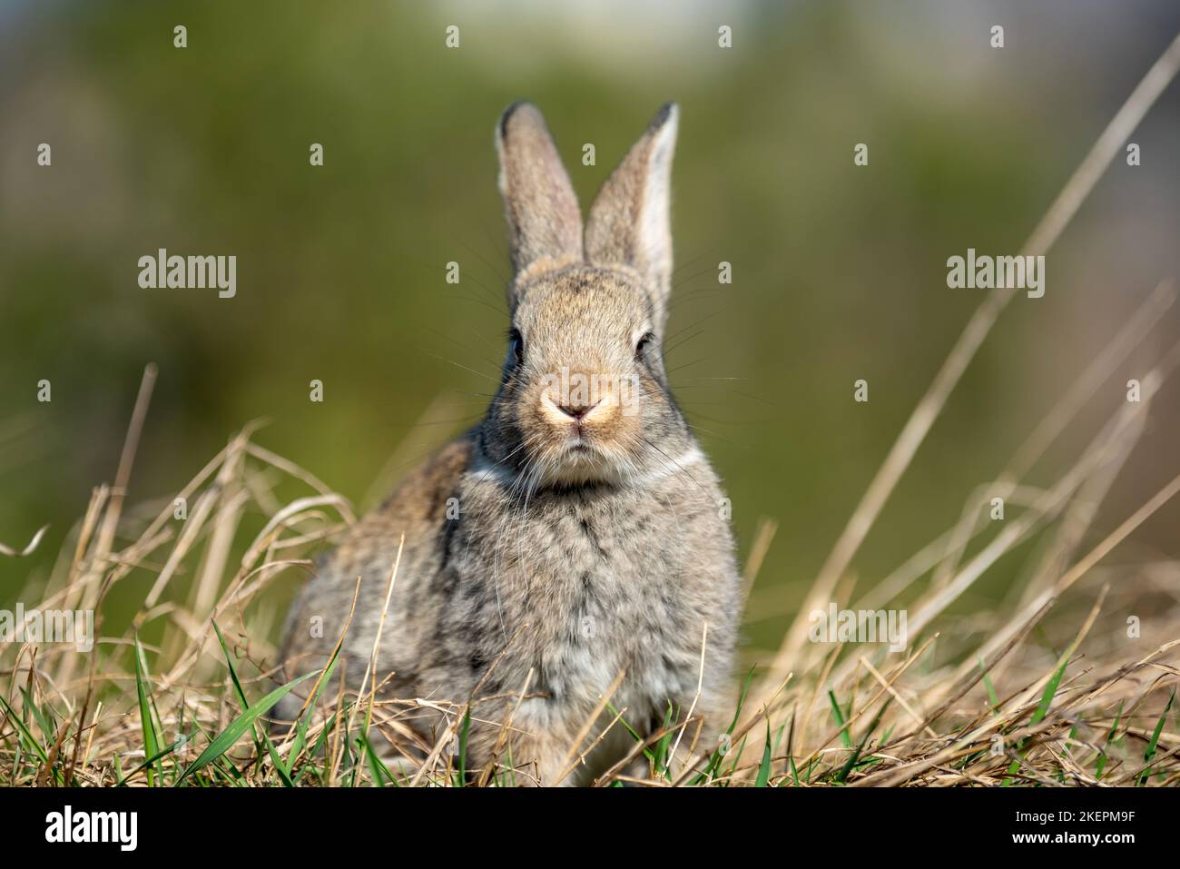 Coniglio o lepre mentre osservano in erba. Autunno Foto Stock