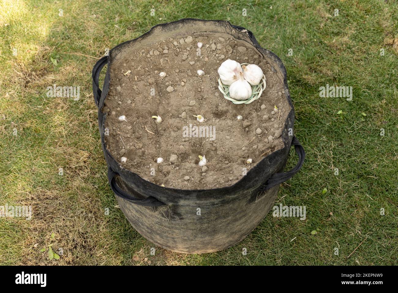 Semi d'aglio sepolti nel terreno per coltivare piante d'aglio nel giardino Foto Stock