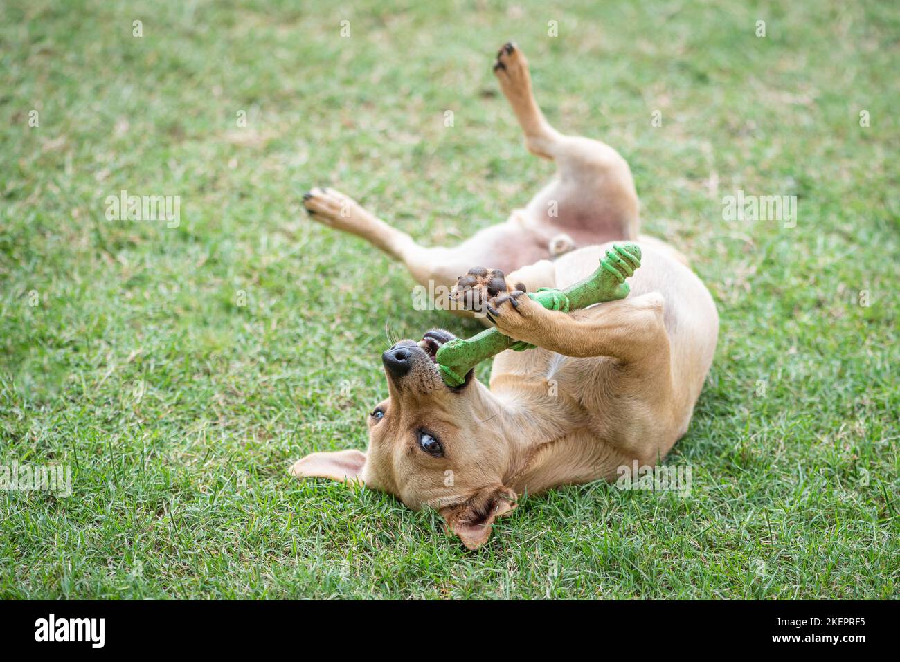 Un piccolo cane di razza mista tan-colorato terrier-tipo gioca con il suo osso di gomma sul prato verde Foto Stock