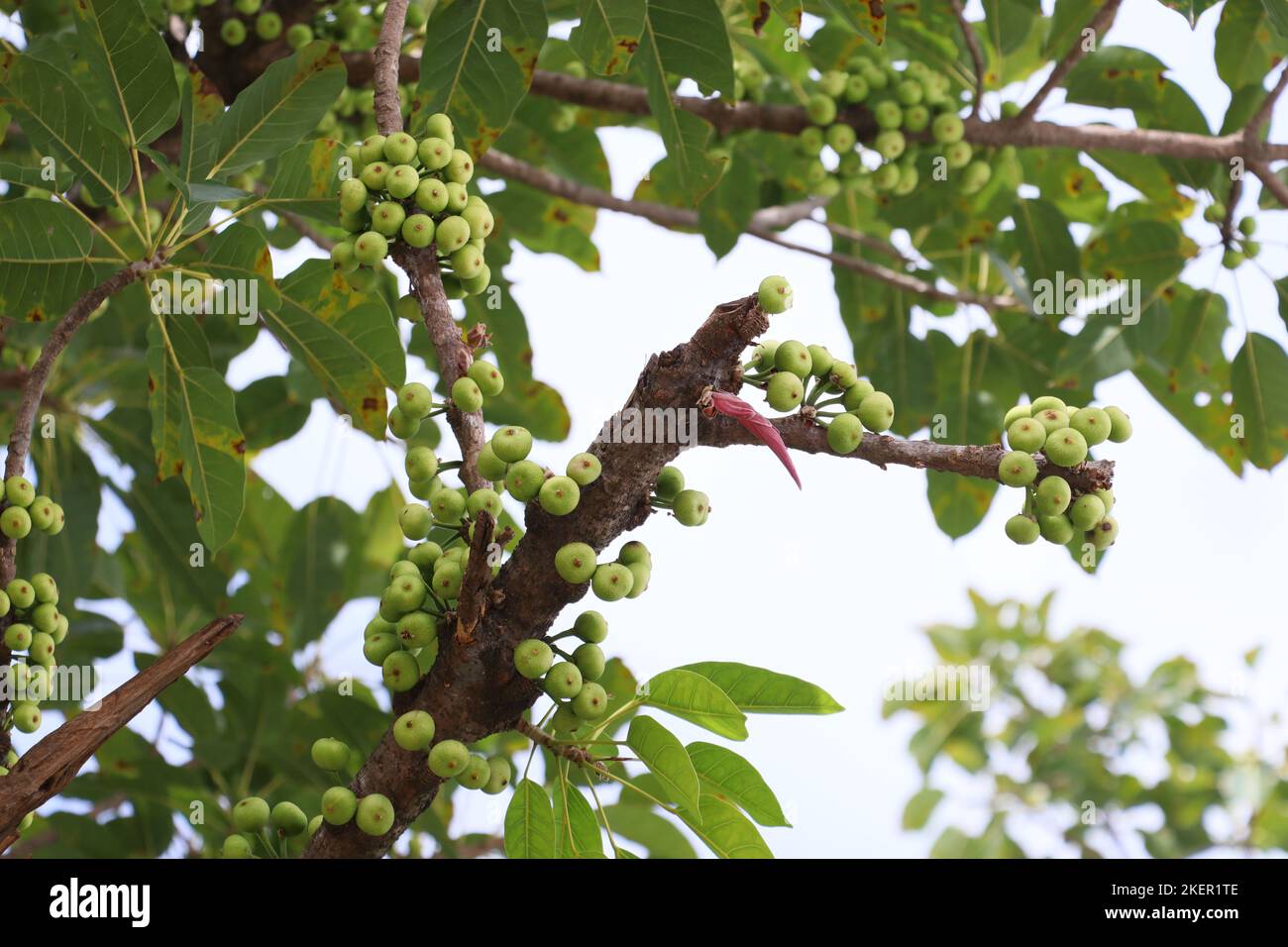 Ficus racemosa, comunemente noto come grappolo fico albero o Gular Foto Stock