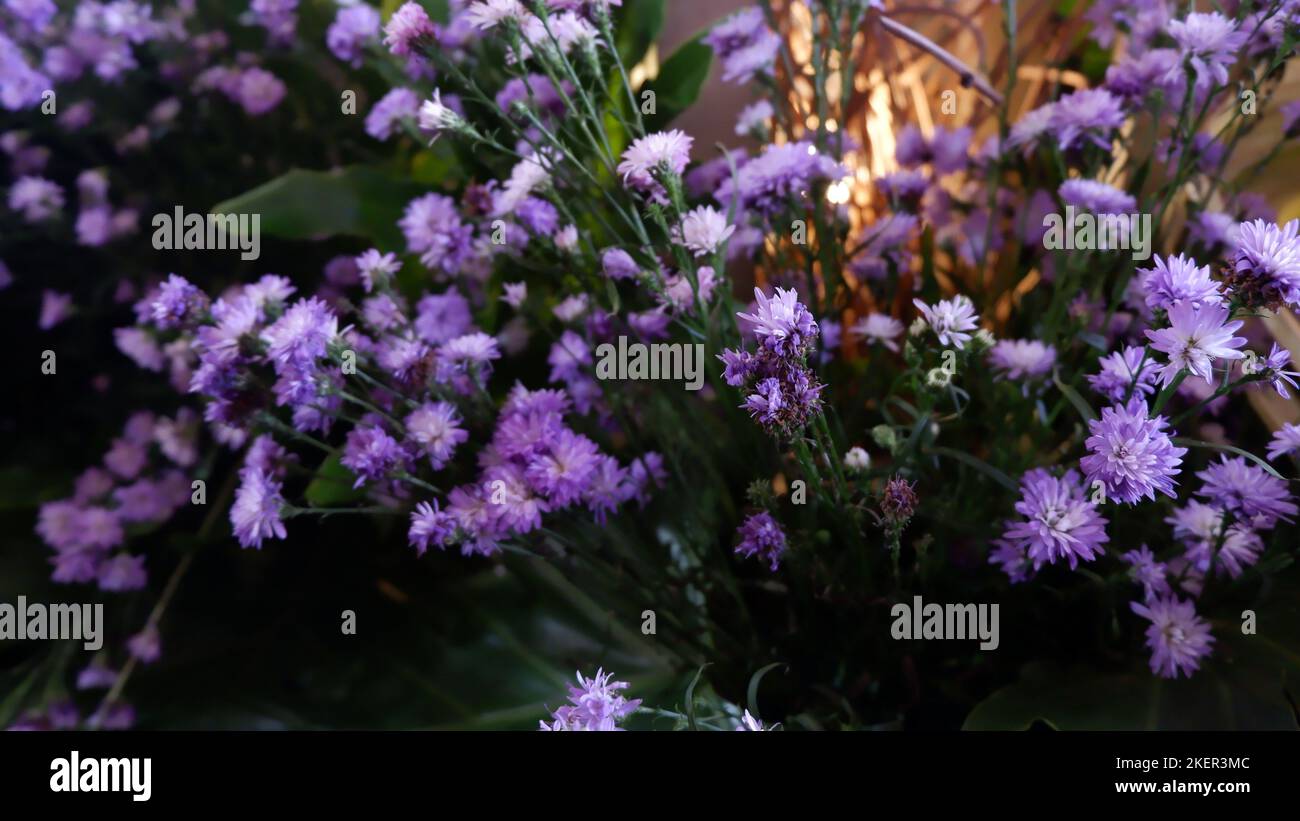 splendidi fiori viola nel parco per la decorazione di nozze Foto Stock