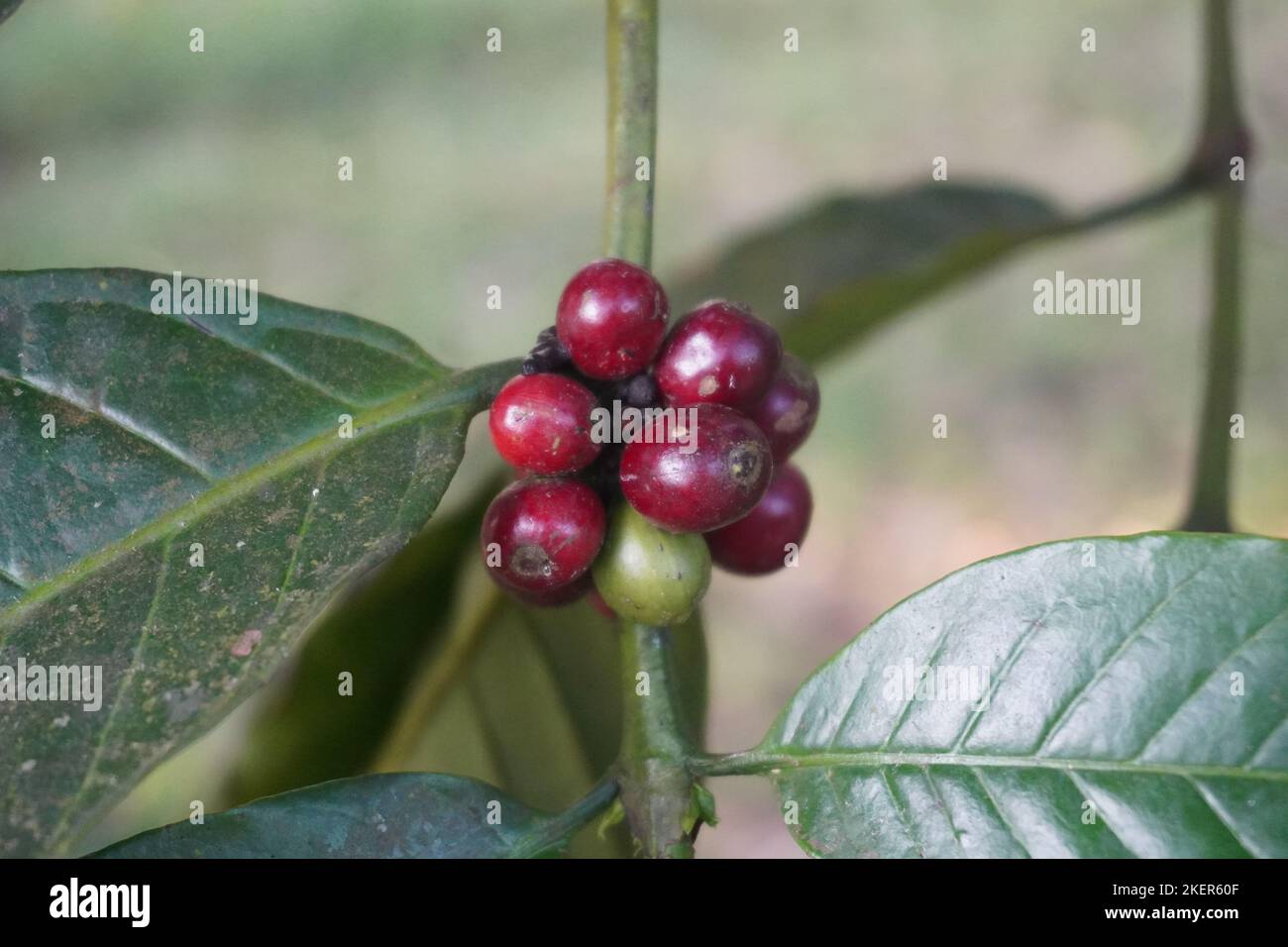 Ciliegie di caffè rosso mature sull'albero pronte per essere raccolte Foto Stock Ciliegie di caffè rosso mature sull'albero pronte per essere raccolte Foto Stock