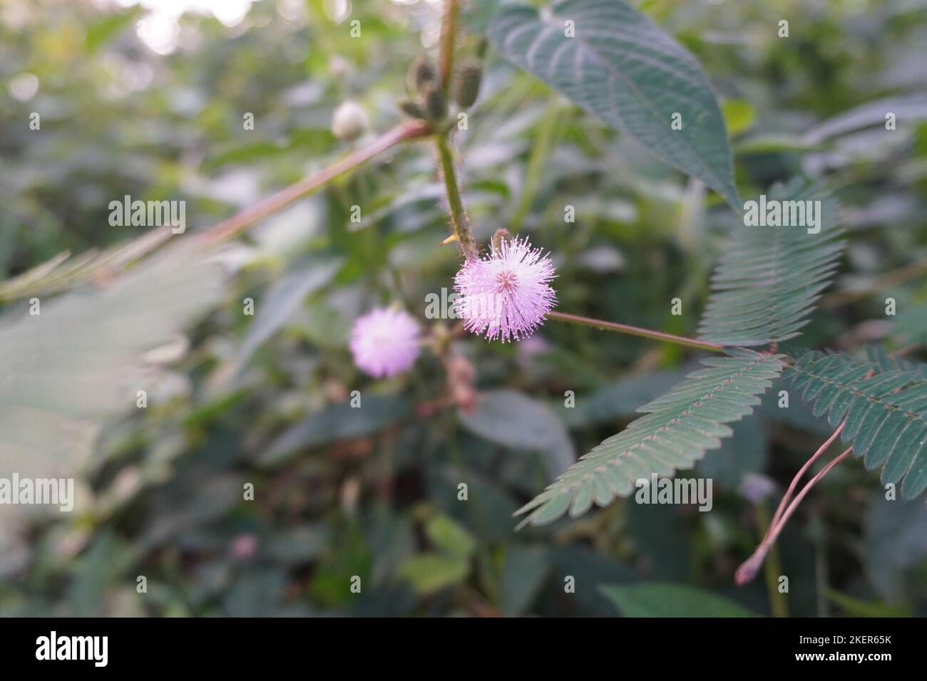 Fiore di Mimosa pudica colore rosa nel parco Foto Stock