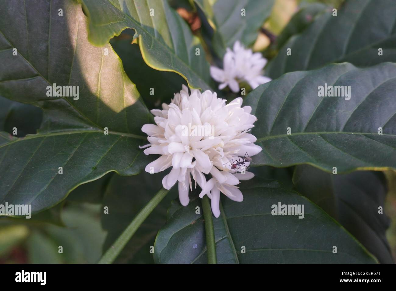 Primo piano fiori di caffè bianco sull'albero Foto Stock