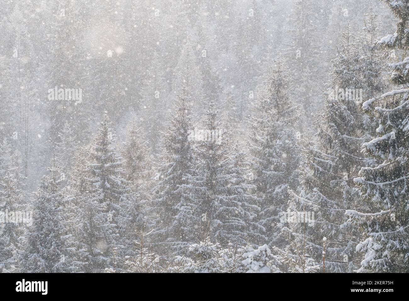 Neve coperta foresta invernale sotto tempesta nevicata. Foto Stock