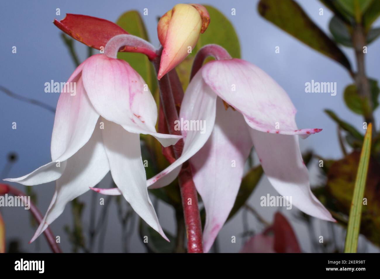 Heliamphora pulchella, fiori bianchi della pianta carnivora in habitat naturale, Amuri Tepui, Venezuela Foto Stock