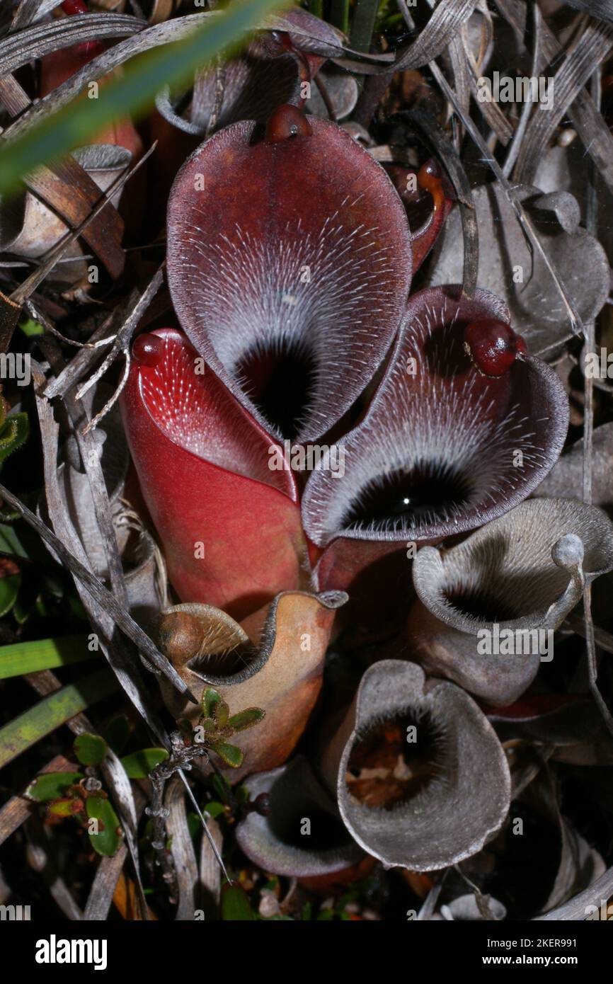 Heliamphora pulchella, pianta carnivora in habitat naturale, Amuri Tepui, massiccio del Chimanta, Venezuela Foto Stock