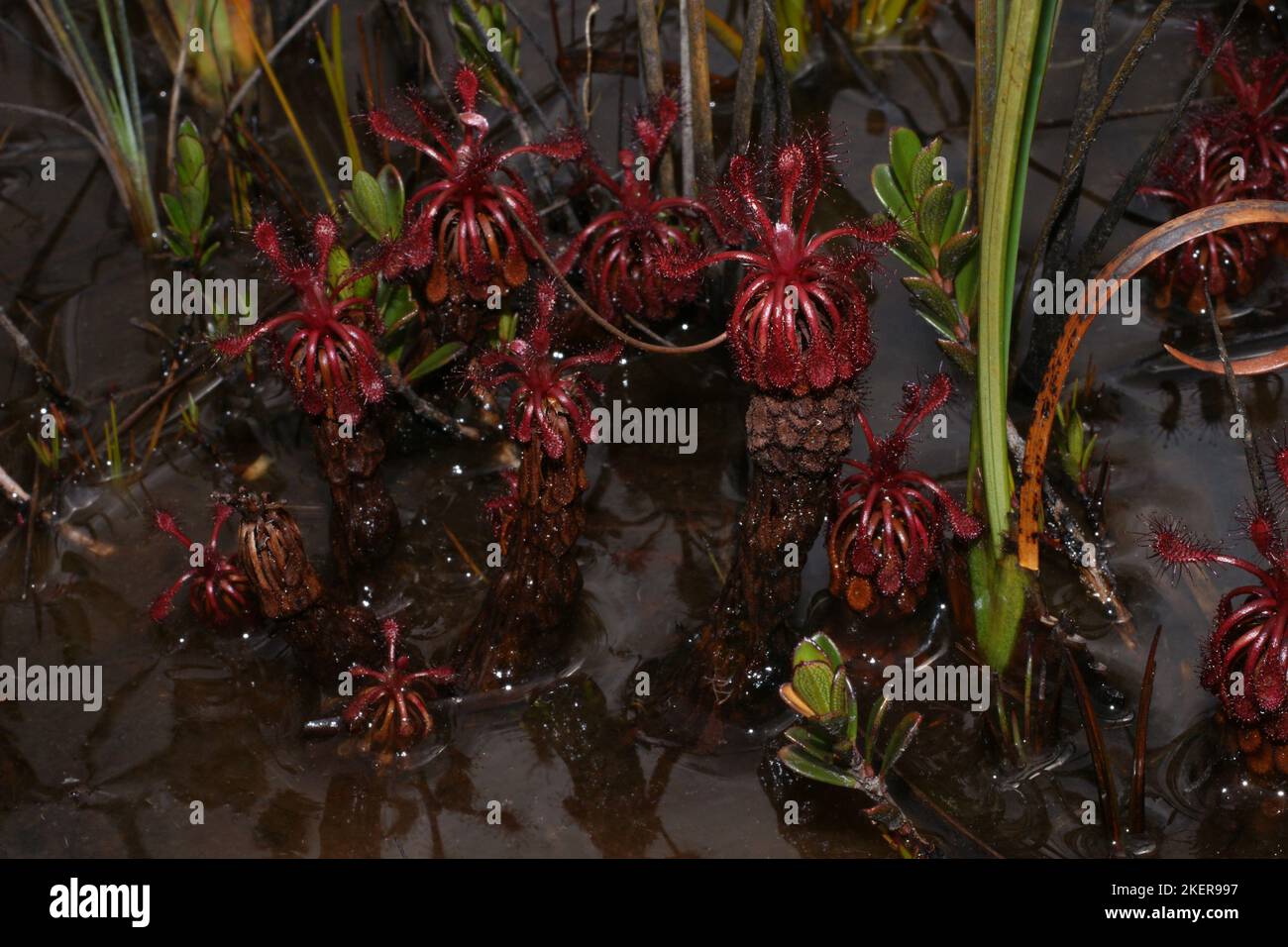Drosera roraimae, piante di melata carnivore su fusto, in habitat naturale paludoso, Amuri tepui, Venezuela Foto Stock
