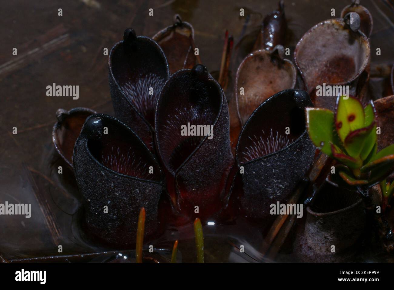 Heliamphora pulchella, forma nera della pianta carnivora, Amuri Tepui, massiccio del Chimanta, Venezuela Foto Stock
