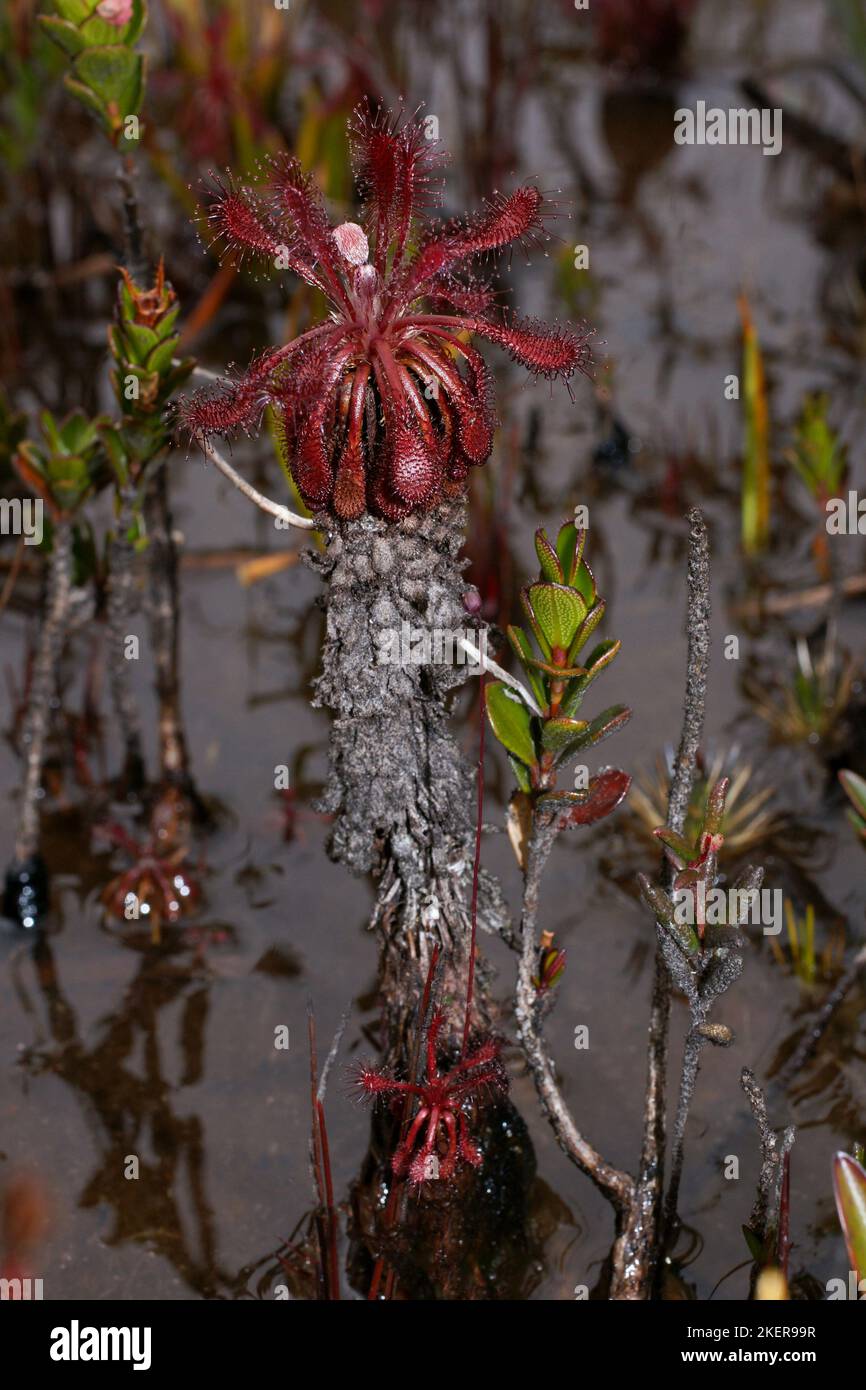 Drosera roraimae, pianta adulta su fusto, melata carnivora in habitat naturale paludoso, Amuri tepui, Venezuela Foto Stock