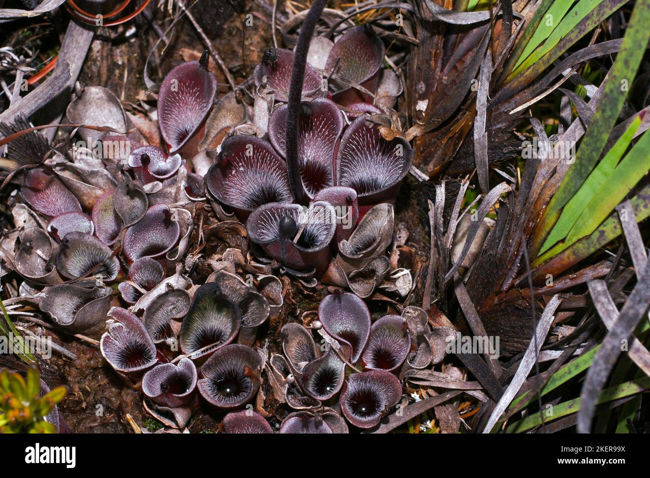 Heliamphora pulchella, grande pianta della pianta carnivora in habitat naturale, Amuri Tepui, Venezuela Foto Stock