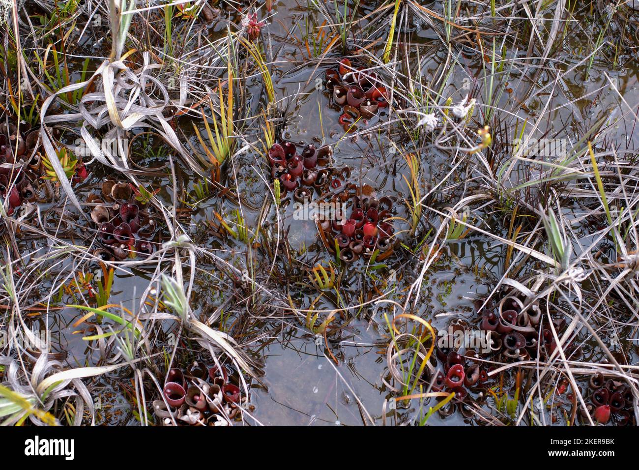 Heliamphora pulchella, macchie della pianta carnivora in habitat naturale paludoso, Amuri Tepui, Venezuela Foto Stock