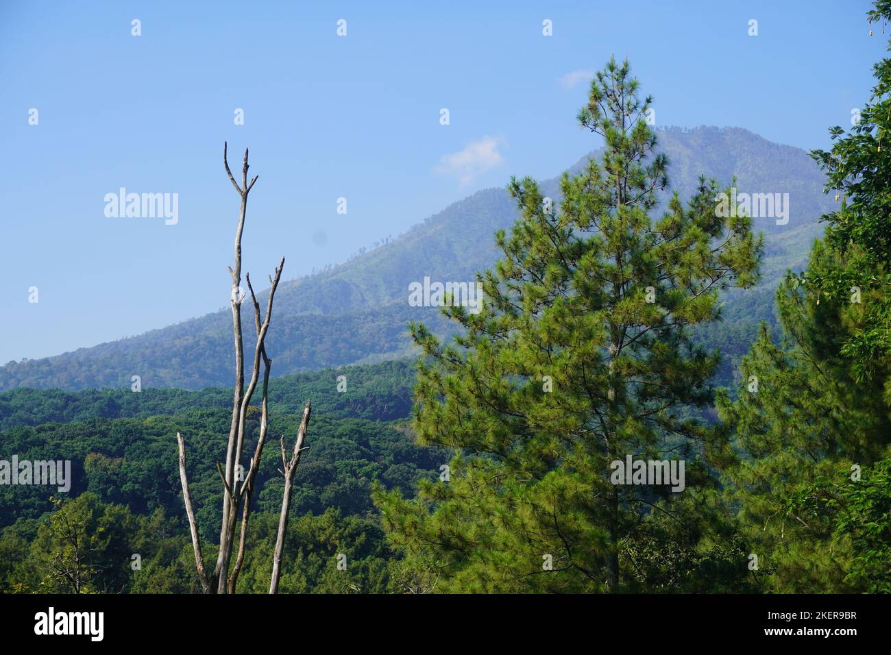 Bella mattina intorno ai Monti Arjuna con alto albero vecchio, Giava orientale, Indonesia Foto Stock
