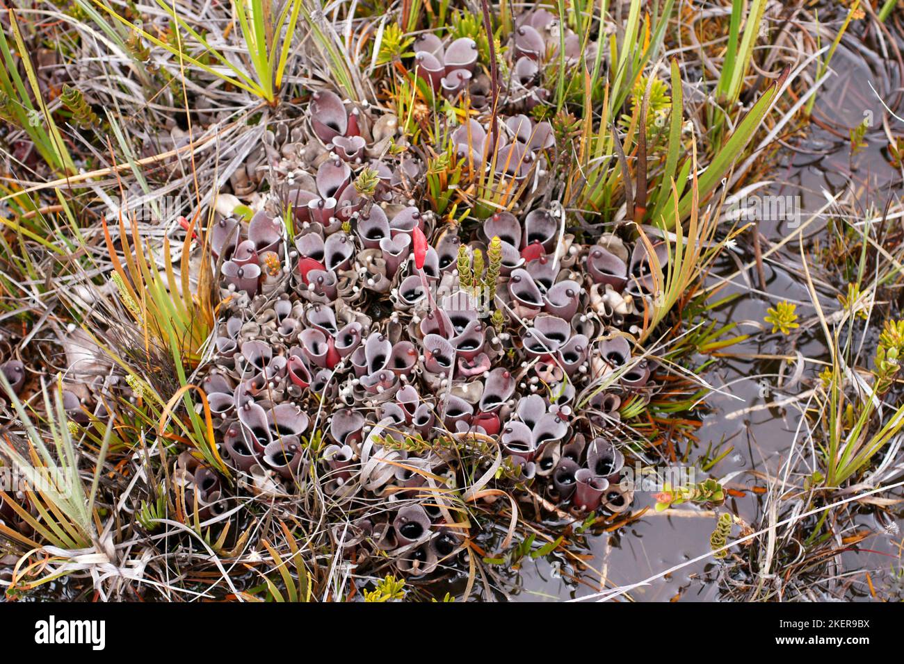 Heliamphora pulchella, grande area della pianta carnivora in habitat naturale paludoso, Amuri Tepui, Venezuela Foto Stock