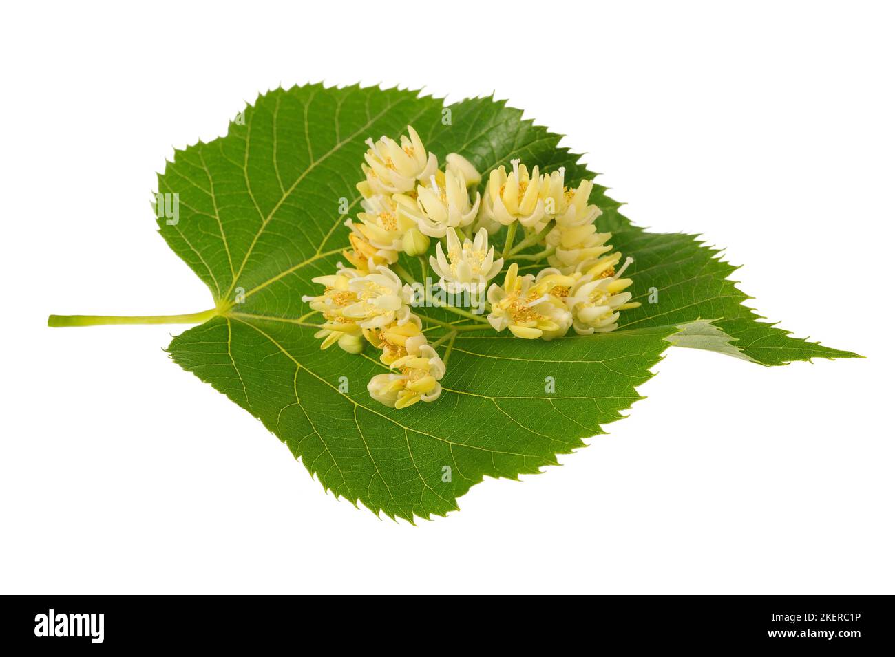 Linden foglie con fiori isolati su bianco Foto Stock