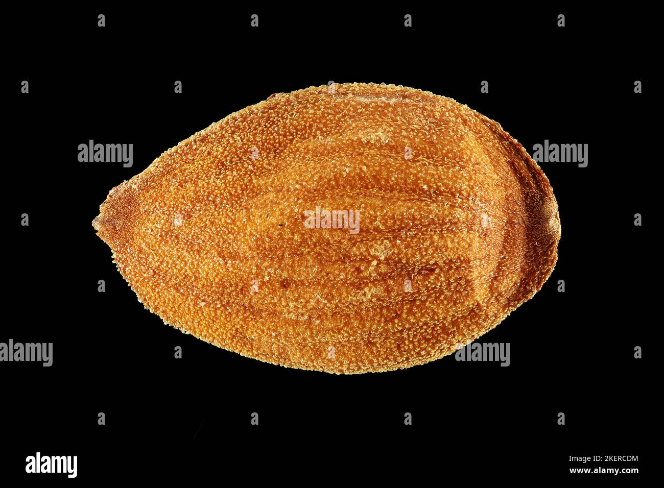 Prunus persica, Peach, Pfirsich, primo piano, semi, 14-17 mm di lunghezza Foto Stock