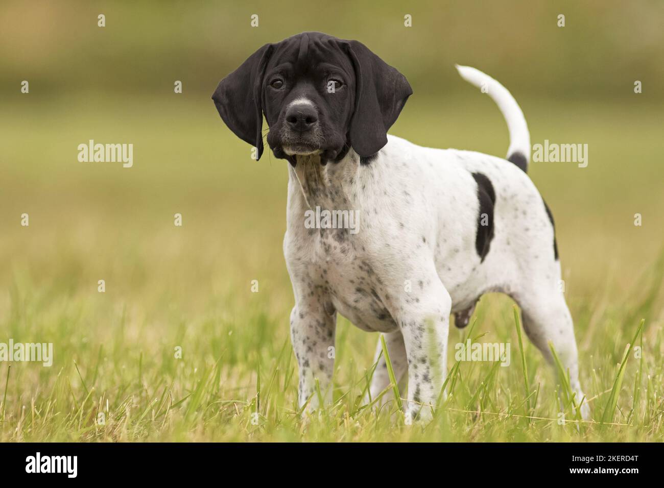 Puntatore inglese Puppy Foto Stock