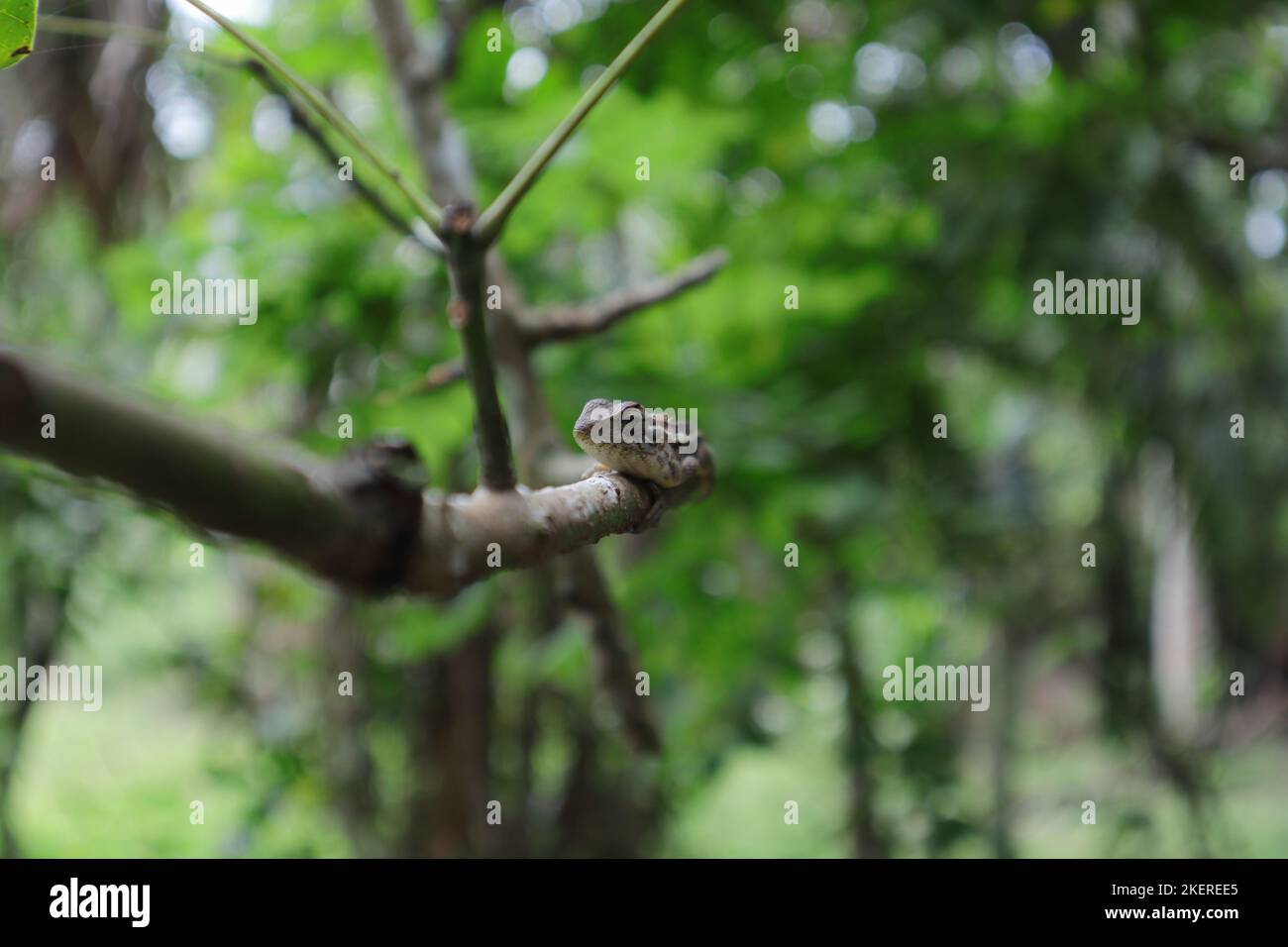 Vista frontale di una lucertola da giardino orientale femminile che si trova sopra un piccolo stelo di gomma e si inclina verso sinistra Foto Stock