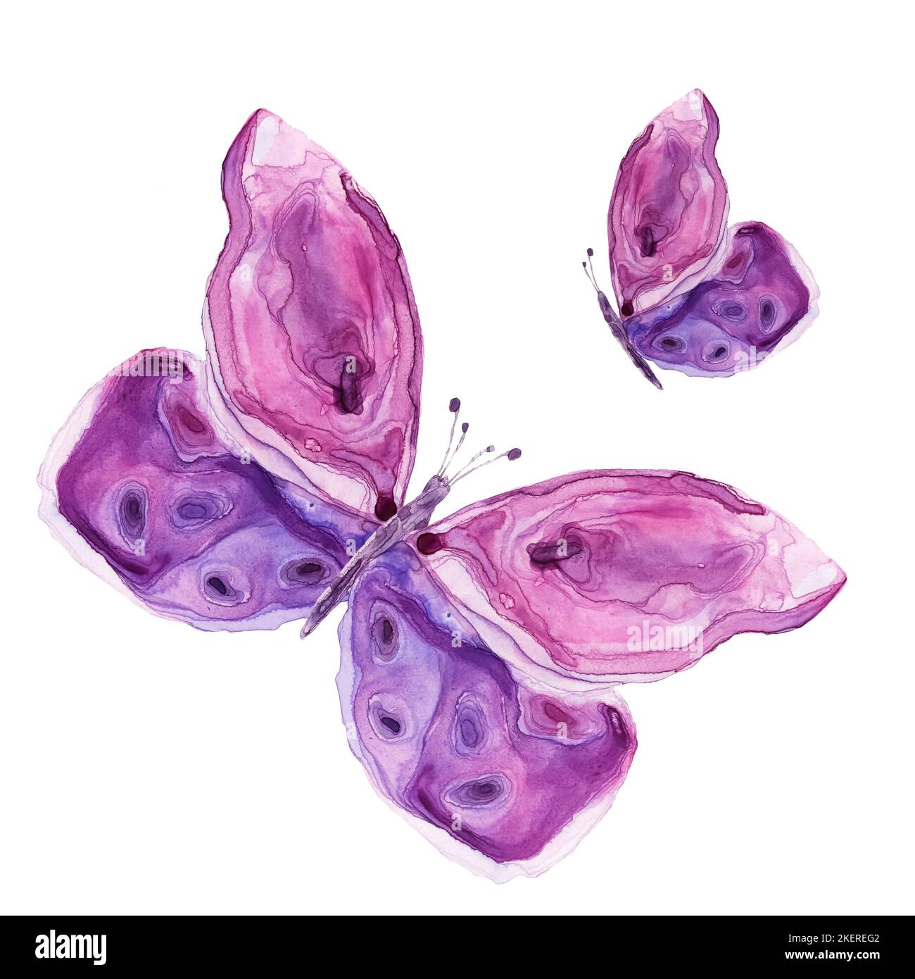 Acquerello delle farfalle viola. Struttura acquerello, illustrazione estiva Foto Stock