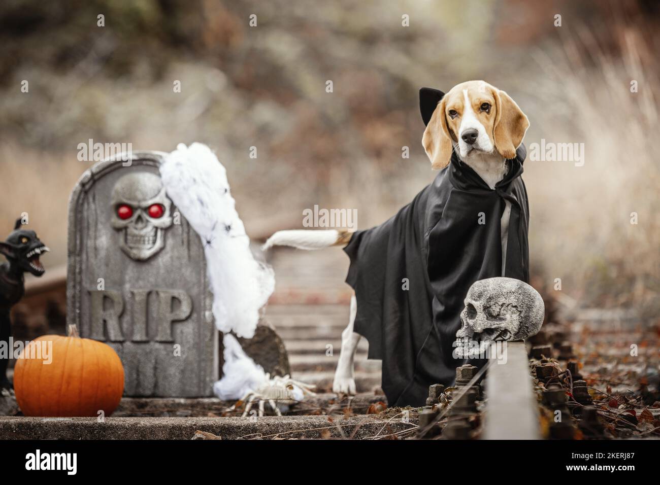 Beagle Foto Stock