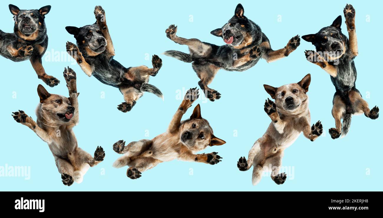Australian Cattle Dog dal basso Foto Stock