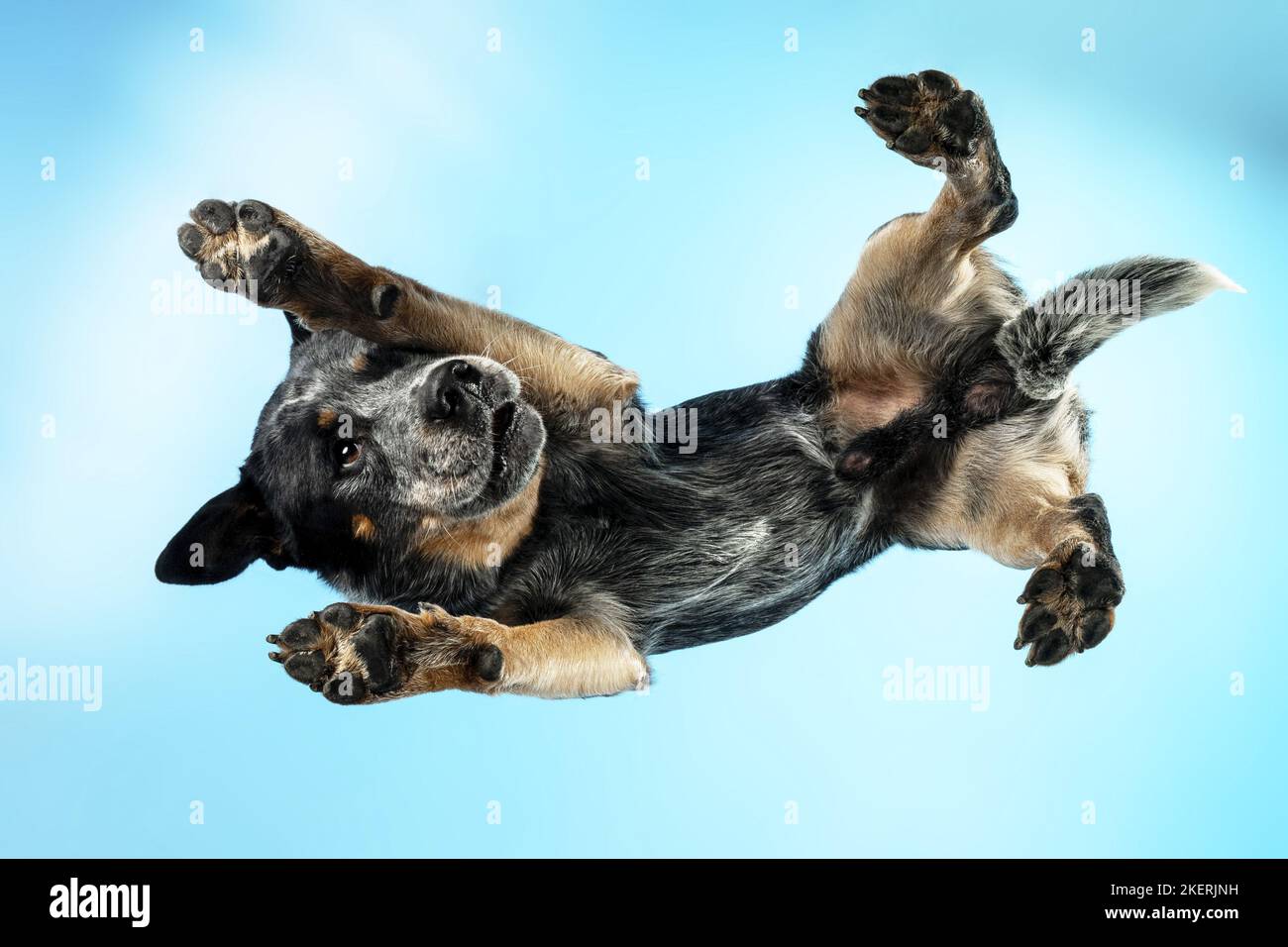 Australian Cattle Dog dal basso Foto Stock