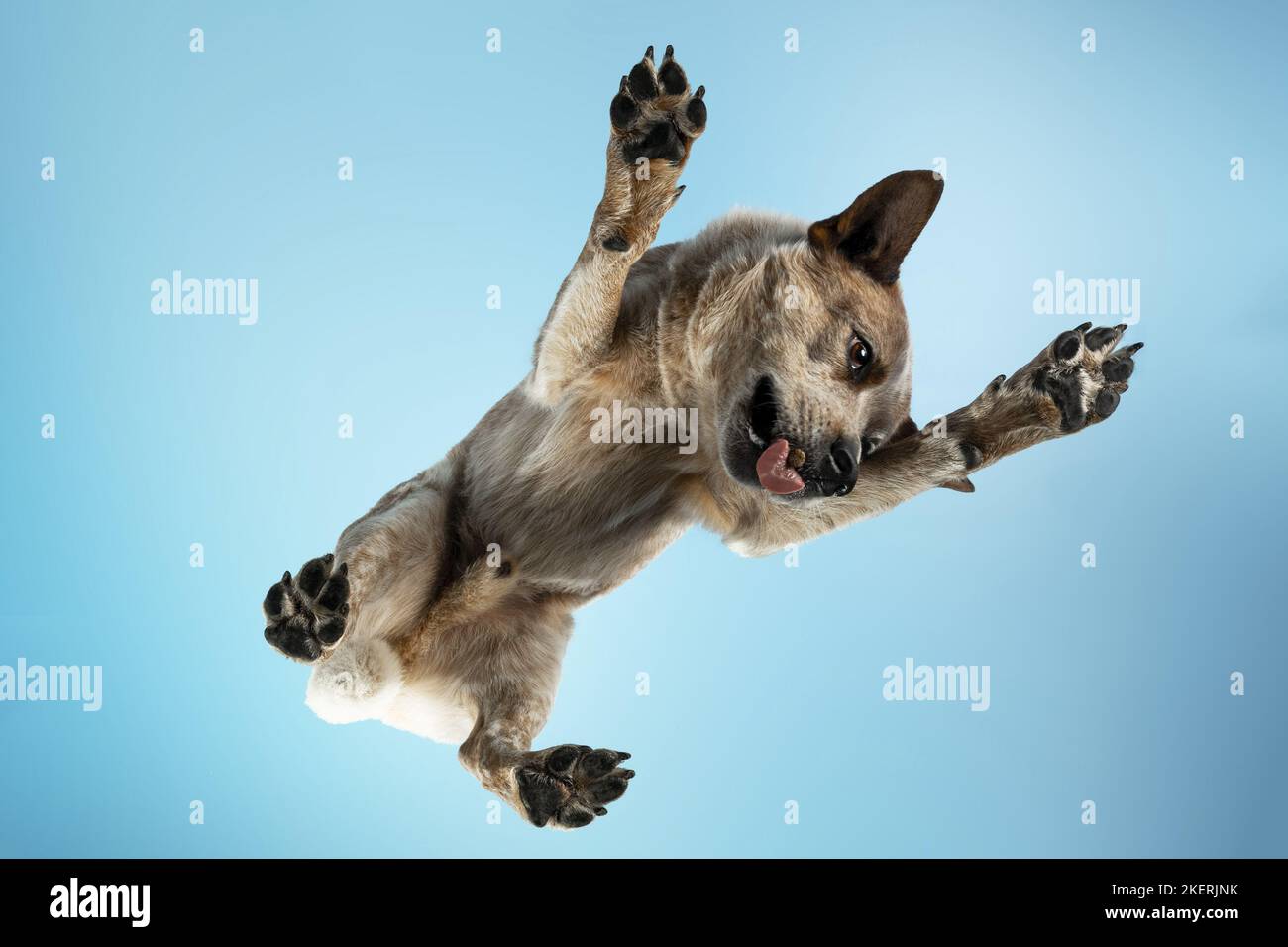 Australian Cattle Dog dal basso Foto Stock