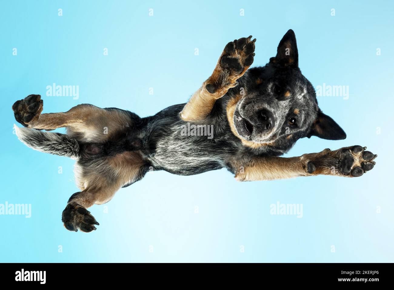 Australian Cattle Dog dal basso Foto Stock
