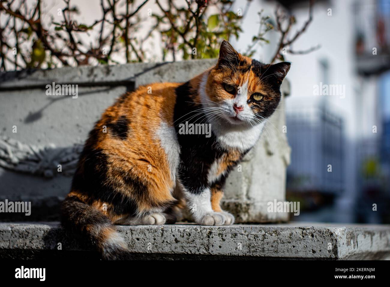 Un bel gatto catturato guardia la macchina fotografica con un aspetto interrogato Foto Stock