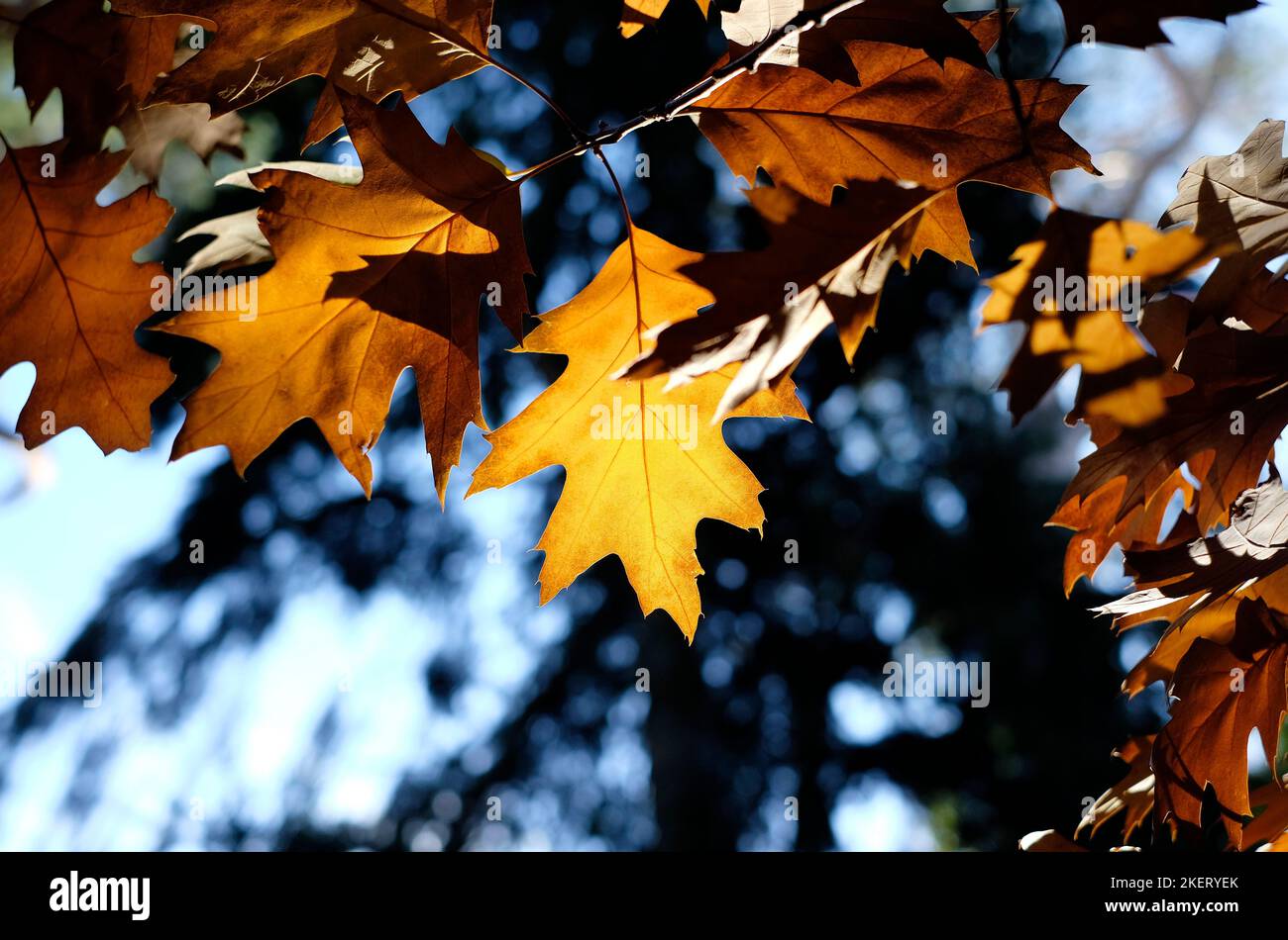 foglia d'autunno giallo dorato su albero, norfolk, inghilterra Foto Stock