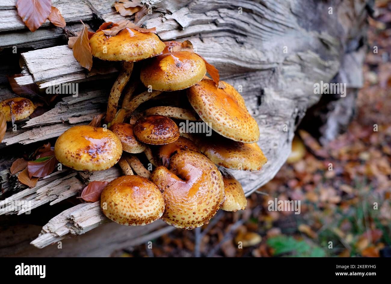 fungo di miele su tronco di albero morto, boschi di felbrigg, norfolk settentrionale, inghilterra Foto Stock