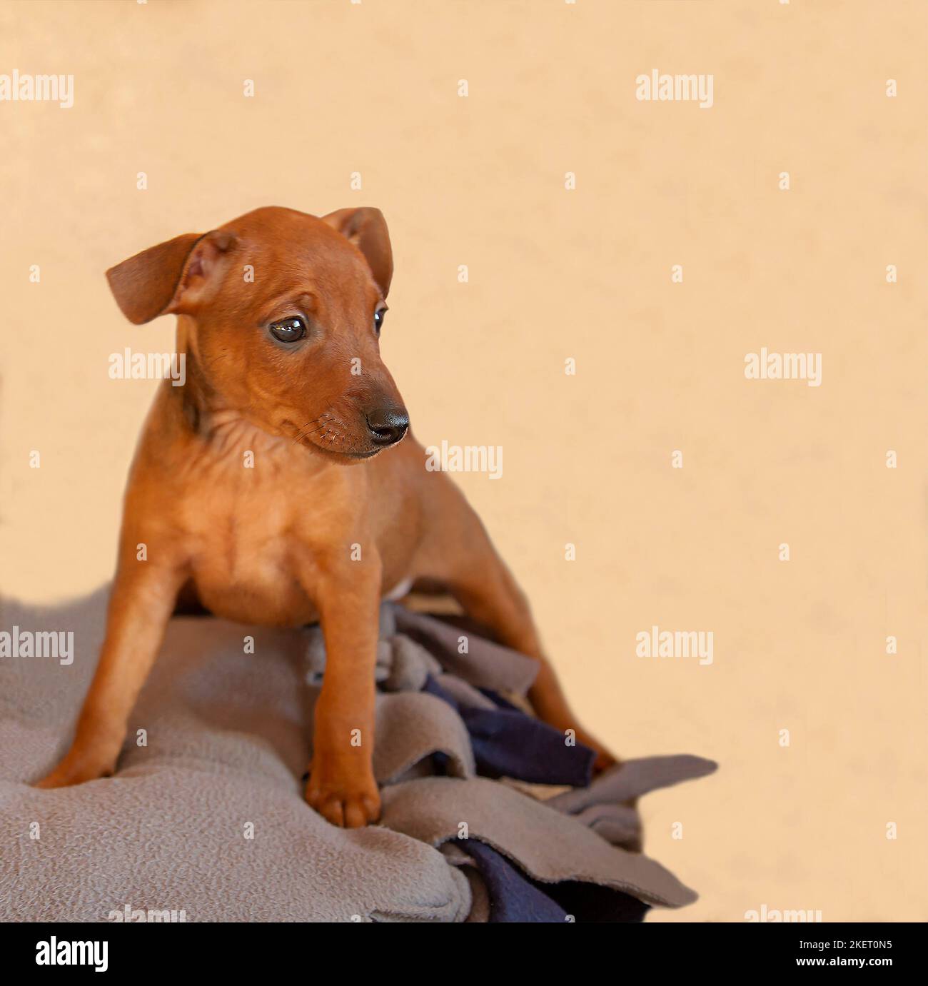 Un cucciolo corto siede su uno sfondo beige. Piccolo cane marrone, guarda via. La museruola di un animale domestico. Occhi neri e naso di un animale. Ritratto di un cucino. Foto Stock