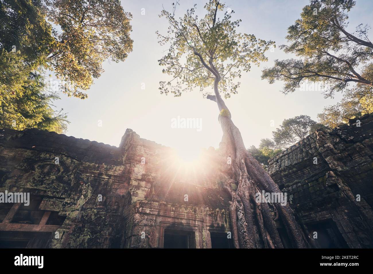 Incredibili radici di alberi che coprono l'antico tempio. Tempio di TA Prohm cresciuto. Vecchie rovine vicino a Siem Reap in Cambogia. Foto Stock