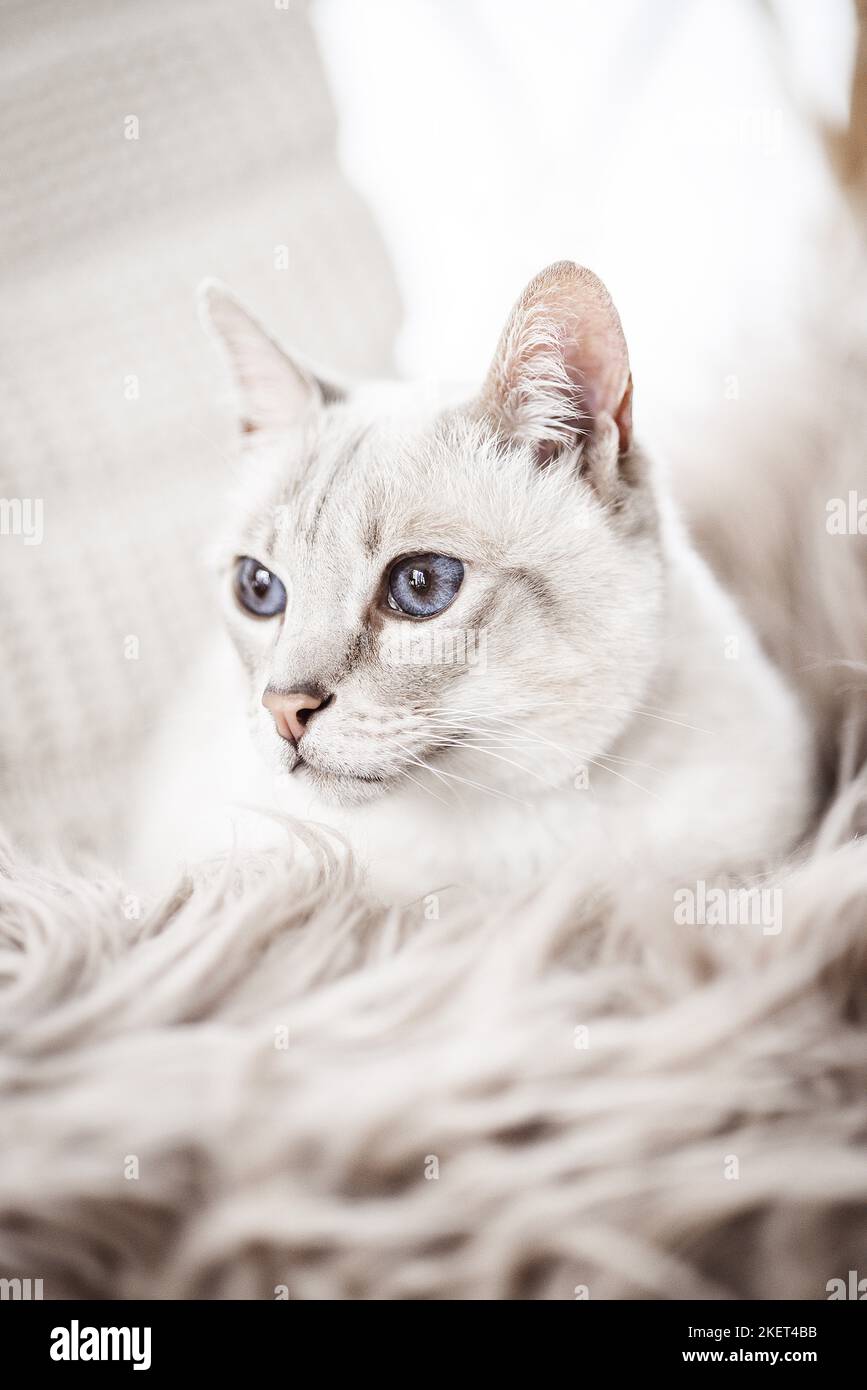 cat. punto Foto Stock