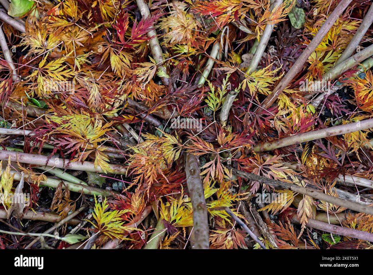 vecchia e nuova crescita di pianta di sedum dall'alto con dispersione di foglie acer Foto Stock