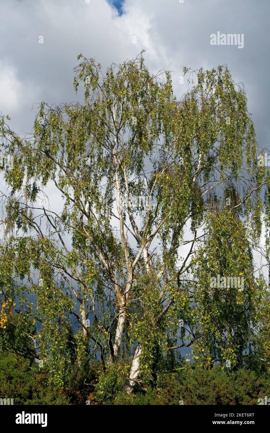 Un solo albero di betulla con foglie che girano autunnale Foto Stock