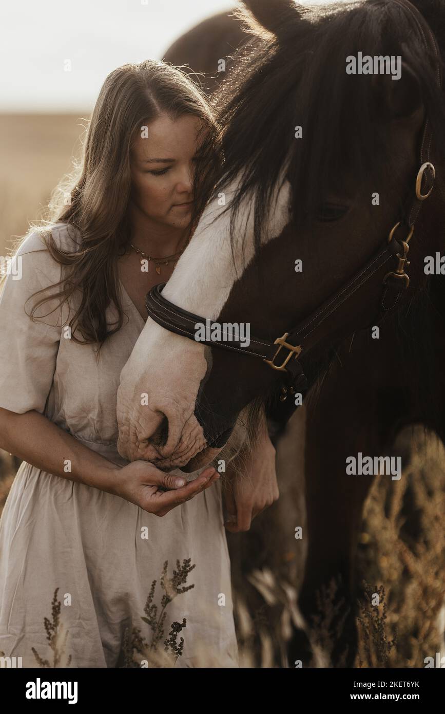 Stallone Shire Horse Foto Stock