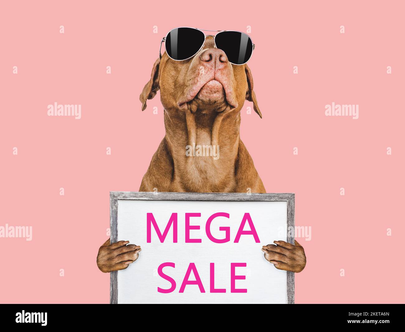 Cucciolo carino e segno con iscrizione sulla vendita Foto Stock