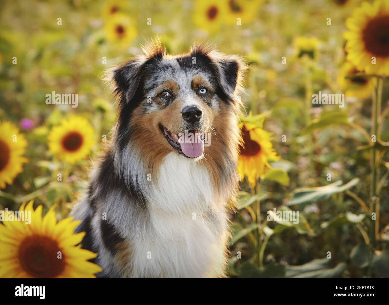 Australian Shepherd ritratto Foto Stock