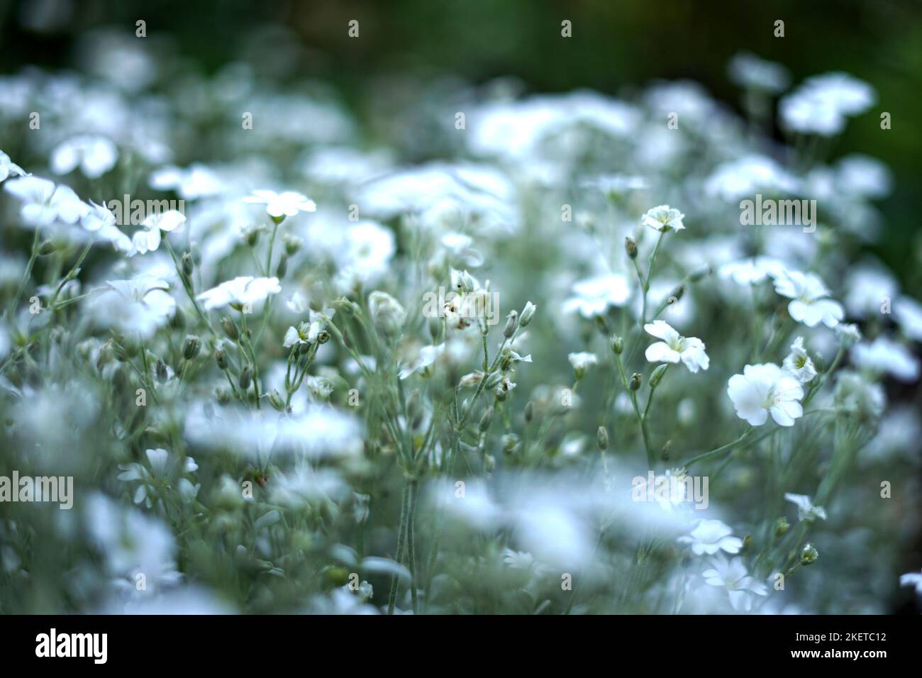 Fiori nel giardino Foto Stock